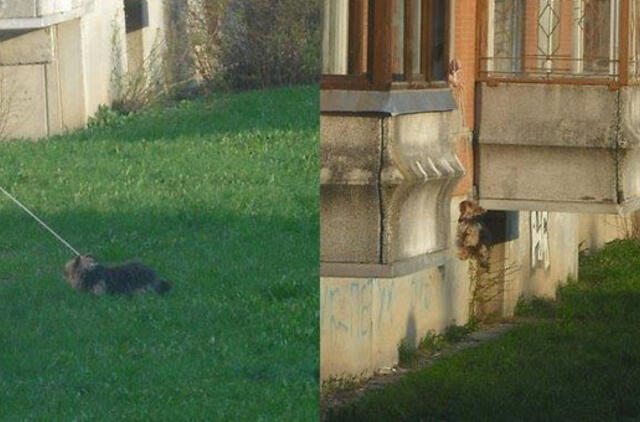 Užfiksuotas žiaurus elgesys su gyvūnu