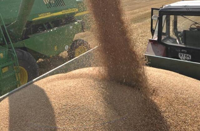 Dėl grūdų atsargų perpildytų elevatorių stringa javapjūtė