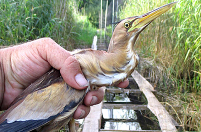 Itin derlingą ornitologų sezoną papuošė retenybės - mažieji baubliai