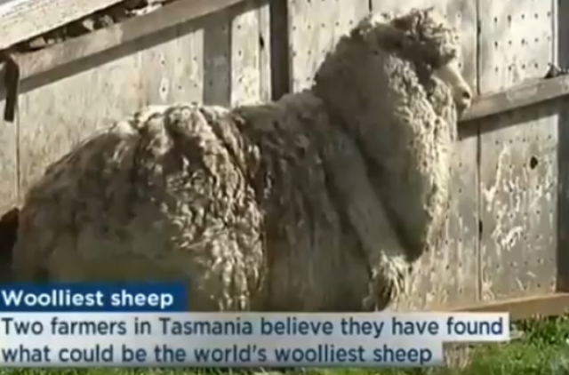 Kaip atrodo niekada žirklių nematęs avinas?