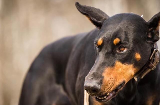 Kodėl gyvūnai puola žmogų ir kaip to išvengti?