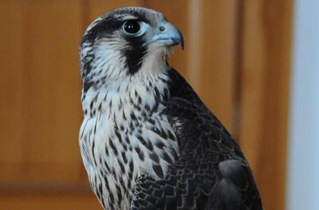 Lenkai saugoti Baltijos oro erdvės atsivežė vanagą, tris sakalus ir šunį