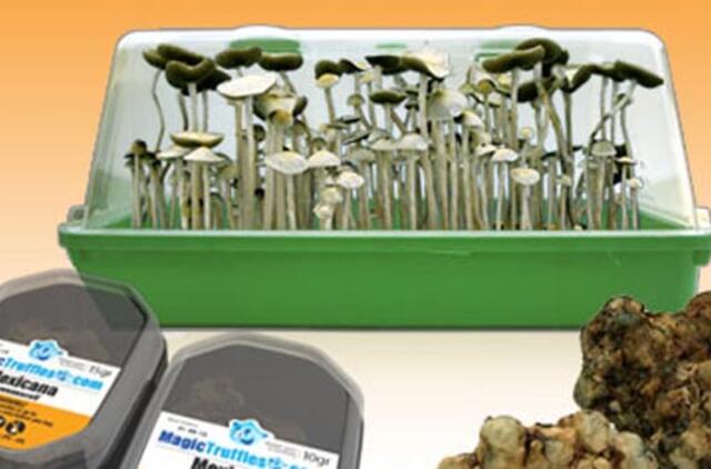 "Magiškieji triufeliai" klaipėdiečiui kainavo 7800 litų