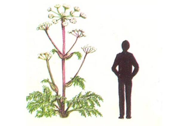 Ministerija rengiasi kovai su Sosnovskio barščiais