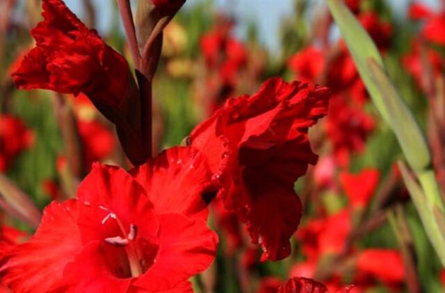 "Naujasis turgus" kviečia įsigyti gėlių rugsėjo 1-ajai