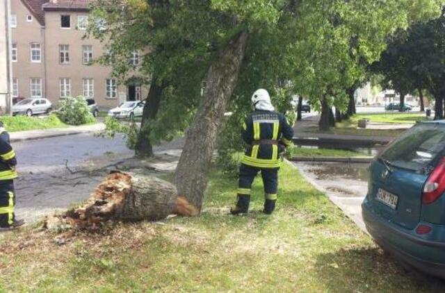 Šilutėje vėl virsta supuvę medžiai