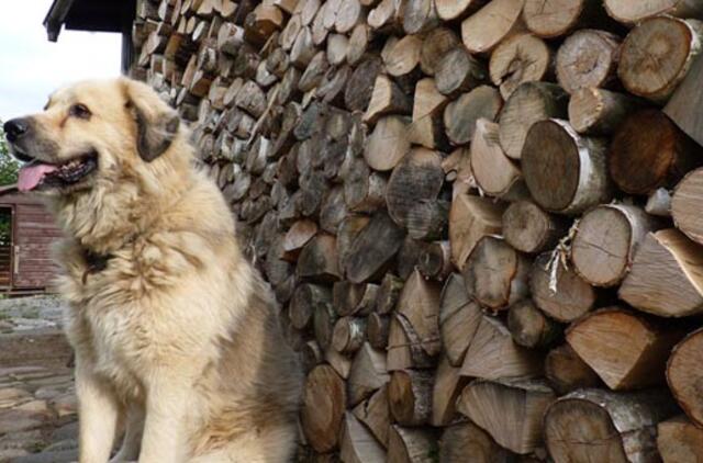 Sukčiai susigalvoja naujų vaidmenų