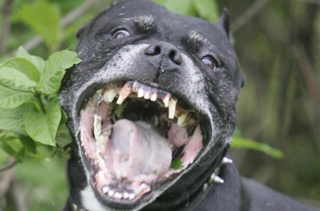 Šuo - ne visada "geriausias žmogaus draugas"