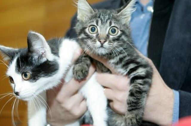 Bankas skolina ne tik pinigus, bet ir katinus