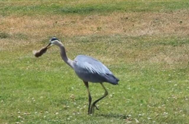Mėlynasis garnys prarijo sterblinę žiurkę