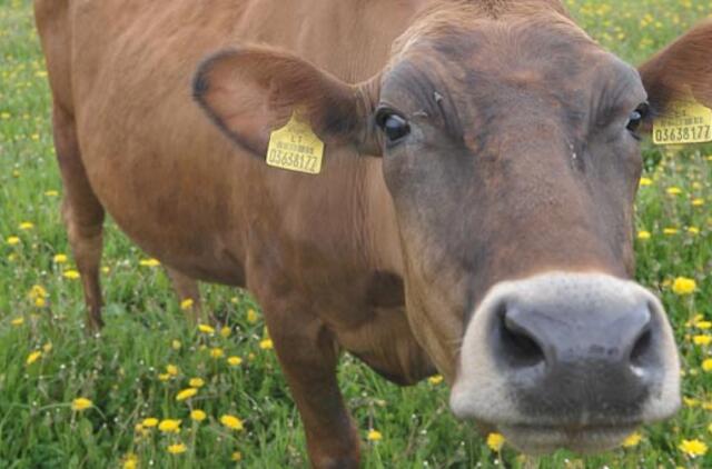 Sudegino melžimo aikštelę