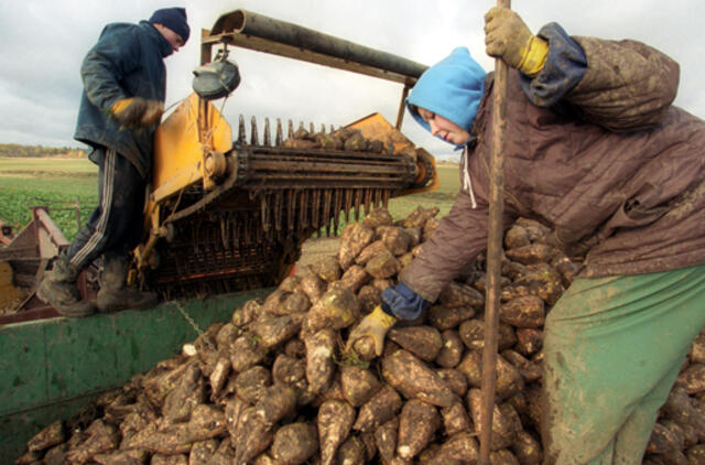 Žemės ūkio produktų supirkimo kainos per metus sumažėjo 13,6 proc.