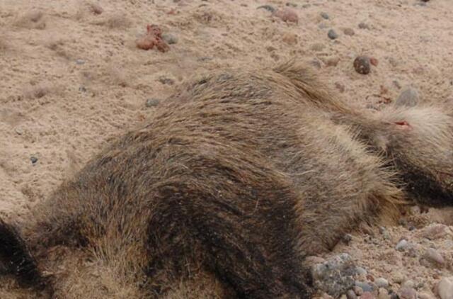 Alytaus rajone - vis daugiau nuo maro nugaišusių šernų