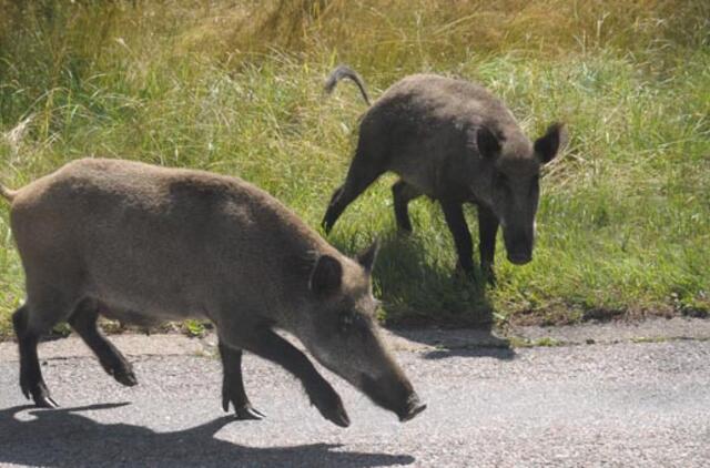 Alytaus rajone rasti dar 5 nuo kiaulių maro kritę šernai