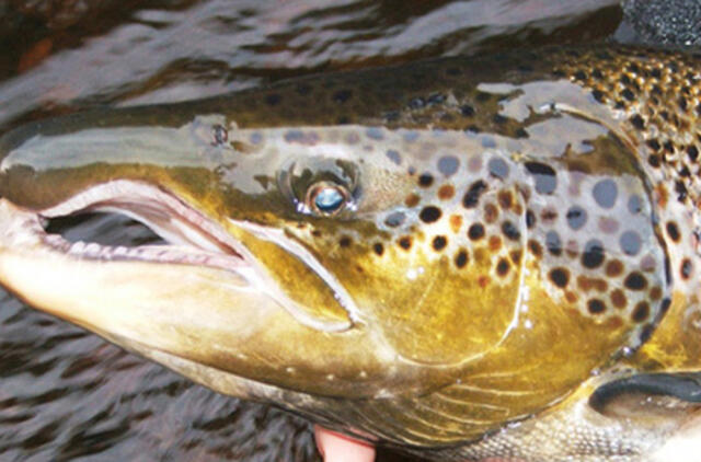 Dėmesio - baigiasi lašišų ir šlakių žvejyba