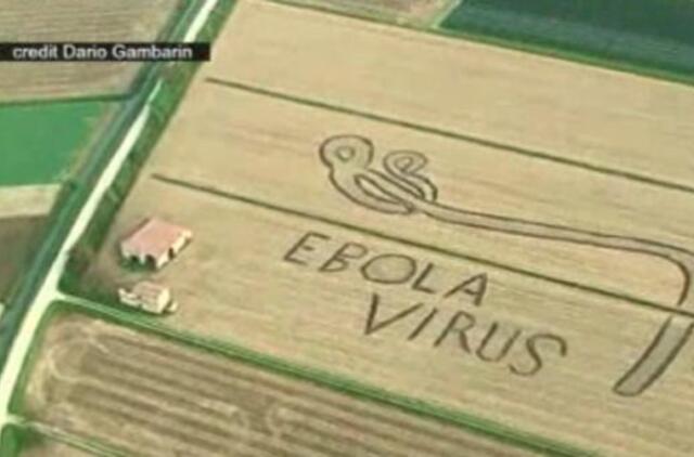 Italija: dailininkas "nupiešė" Ebolą lauke traktoriumi