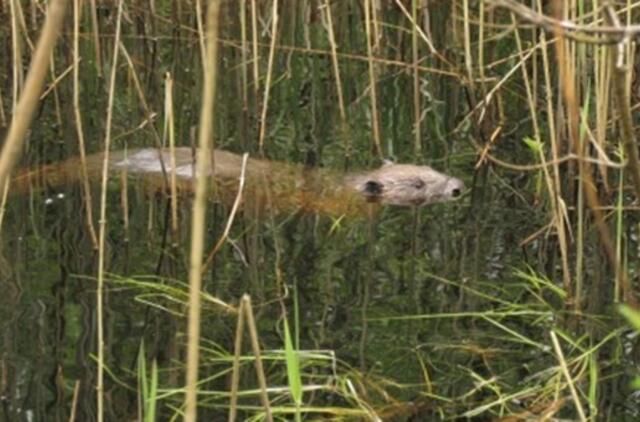 Klausiate – atsakome. Kas kompensuoja laukinių gyvūnų padarytą žalą?