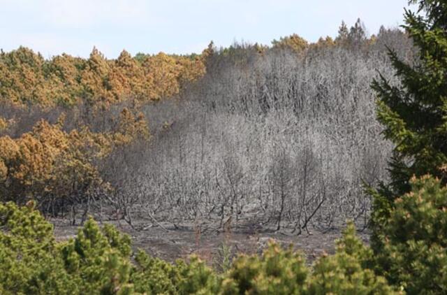 Kuršių nerijoje jau dirba medkirčiai