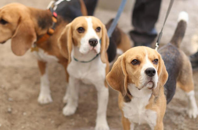 Skaiva Jasevičiūtė: „Pirkdami šunį iš neatsakingų veisėjų, įsigyjate „ligų maišelį“