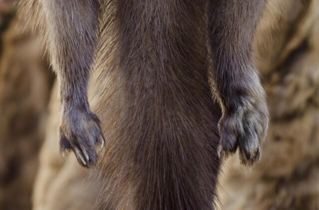 Audinių kailiukų pagrobė už daugiau nei 100 tūkst. litų
