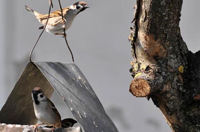 Ornitologas: paukščių Lietuvoje mažėja ir dėl padėties Pietų Europoje bei Afrikoje
