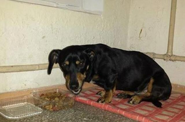 Bandužių gatvėje rastas šunelis