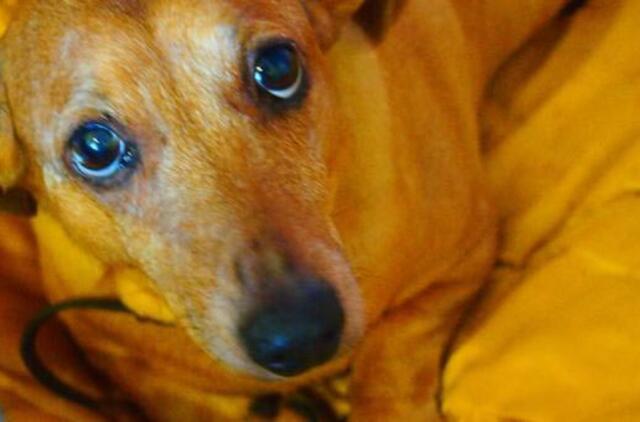 Danės skvere - renginys beglobiams gyvūnams paremti