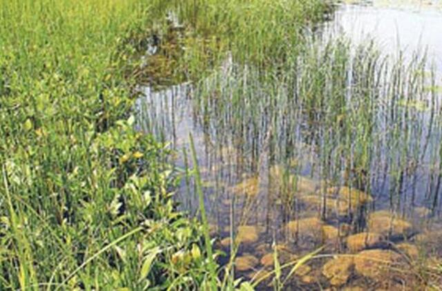 Kūlgrindos paslaptis atveria liudytojai