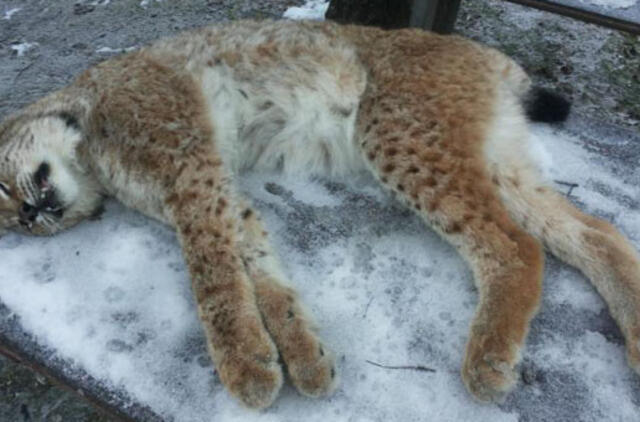 Lūšį kilpoje radęs vyriškis staiga prarado atmintį