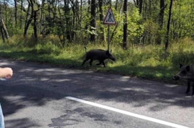 Neringiškių kapus puola miško žvėrys