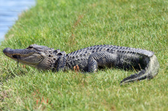 Amerikiečių šeima trisdešimt septynerius metus slapta augino aligatorių