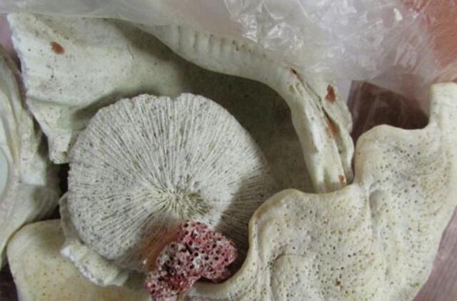 Muitininkai sulaikė iš Balio salos vežtus koralus ir kriaukles