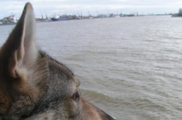 Šunys ir katės į Smiltynę gali plaukti nemokamai