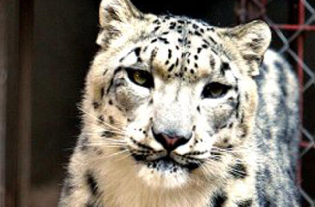 Iš privataus zoologijos sodo Meksikoje išgelbėti 100 gyvūnų