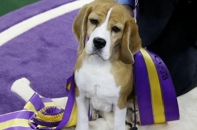 Panelė Pi - geriausia pasaulyje