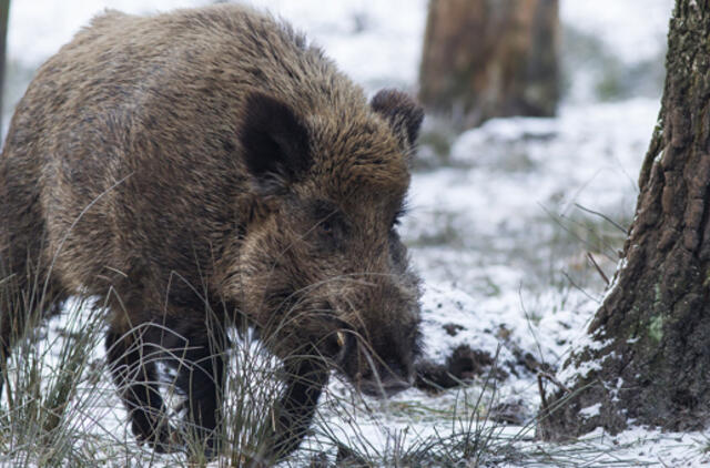 Per savaitę - 2 nauji AKM atvejai laukinėje faunoje