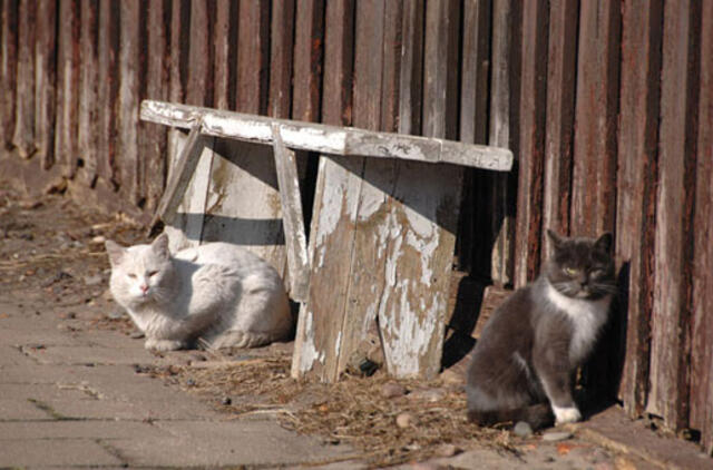 Katinų pasivaikščiojimai baigėsi konteineryje