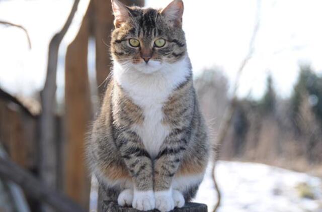 Rajone žiauriai susidorota su gyvūnu