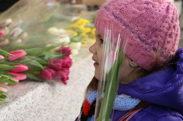 Tulpių auginti Lietuvoje neapsimoka