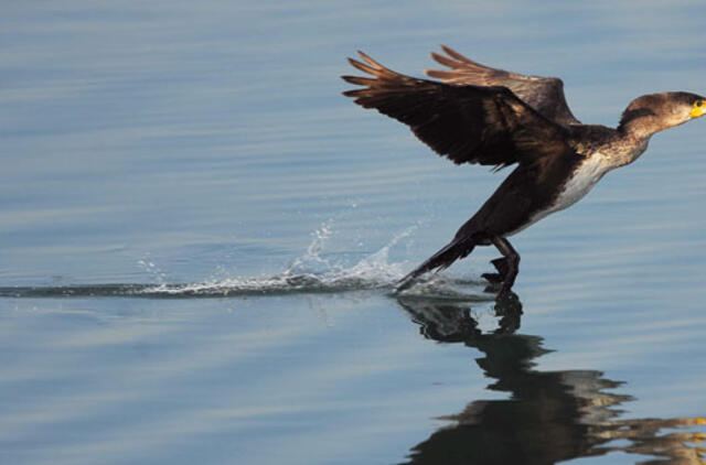 Juodkrantės kormoranų šiemet nevaikys