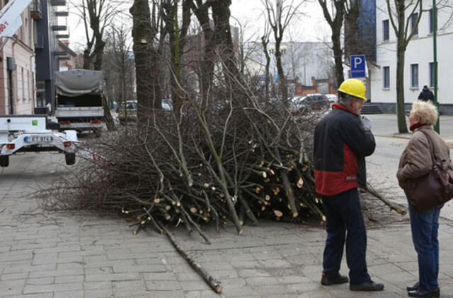 Klaipėdiečiai protestuoja prieš medžių kirtimą