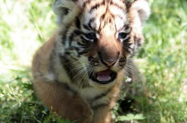 Klaipėdos zoologijos sode - trys nauji tigriukai