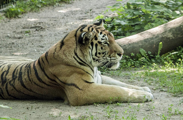 Lietuvos zoologijos sodo augintiniams – duonos ir žaidimų