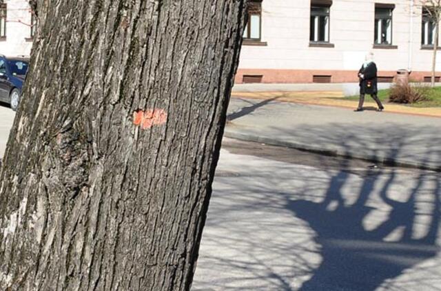 Medžių kirtimas Klaipėdoje be aistrų neapsieina