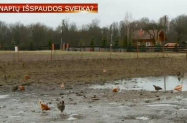 Šeši šalies ūkiai išbando pluoštinių kanapių naudą vištoms ir galvijams