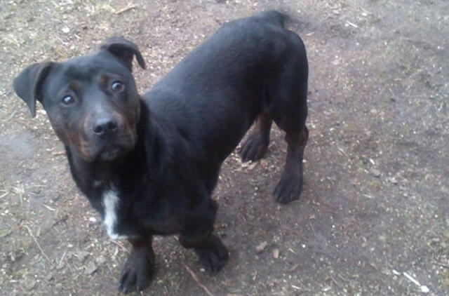 Šunelis ieško šeimininkų