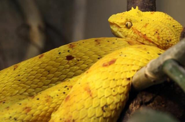 Įsigijusi dėžę bananų, austrė aptiko gyvatę