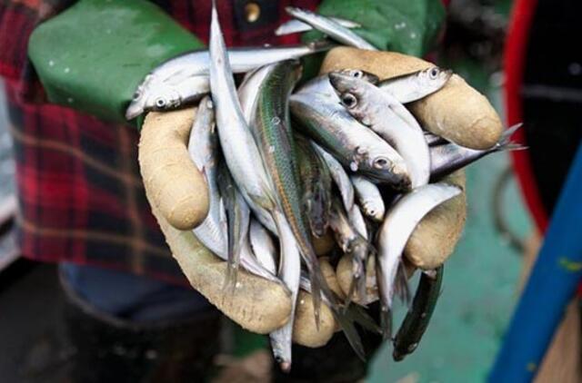 Paaiškės, kas taps Lietuvos nacionaline žuvimi