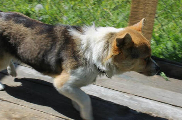 Šuneliai ieško šeimininkų