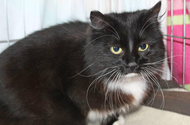 Tilžės g. rasta katė